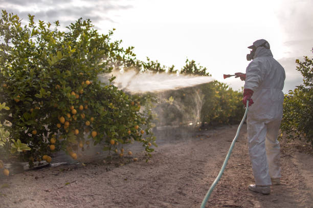 Best Wasp Removal Services  in Joseph City, AZ