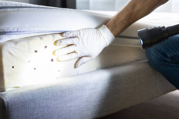 Best Cockroach Control Services  in Joseph City, AZ