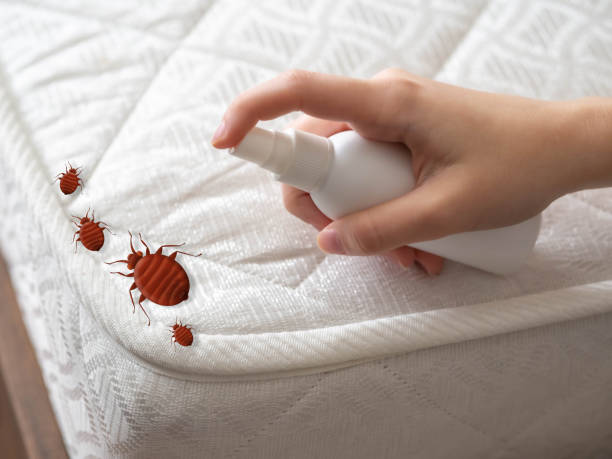 Best Emergency Pest Control  in Joseph City, AZ