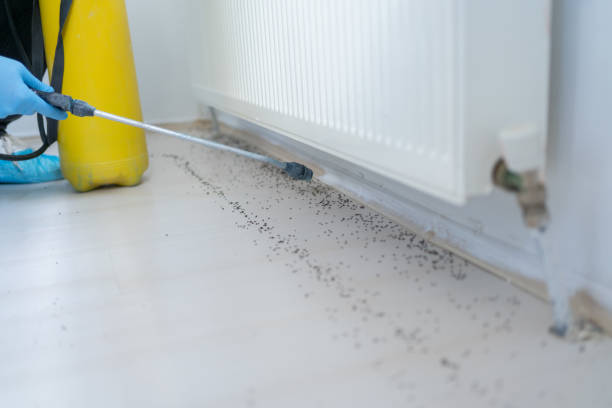 Reliable Joseph City, AZ Pest Control Solutions